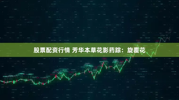 股票配资行情 芳华本草花影药踪：旋覆花